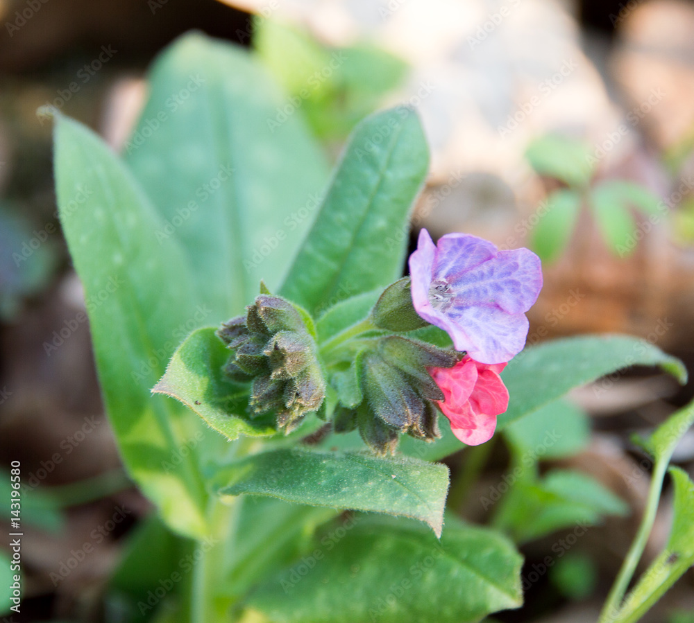 First spring flowers isolated background.