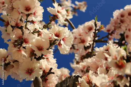 Almond blossom