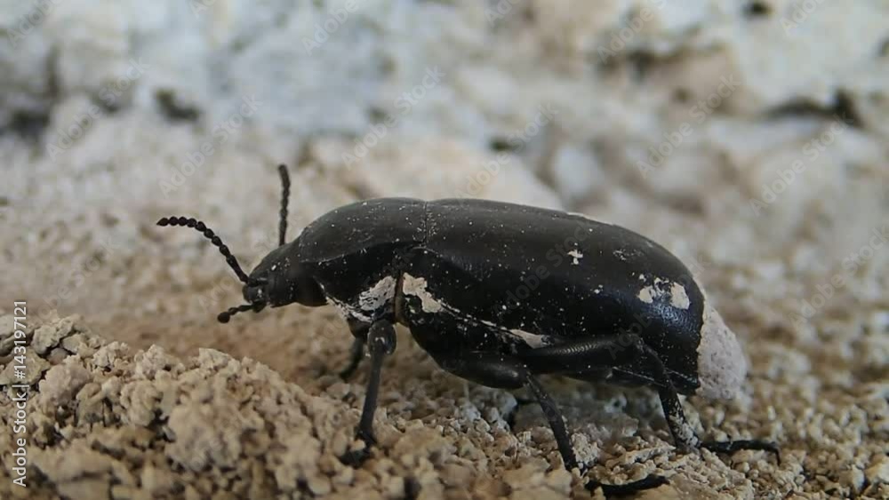Black bug moving Black bug moving
