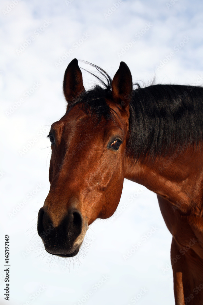 Obraz premium Brown horse headshot on a background of blue sky in summer farm 