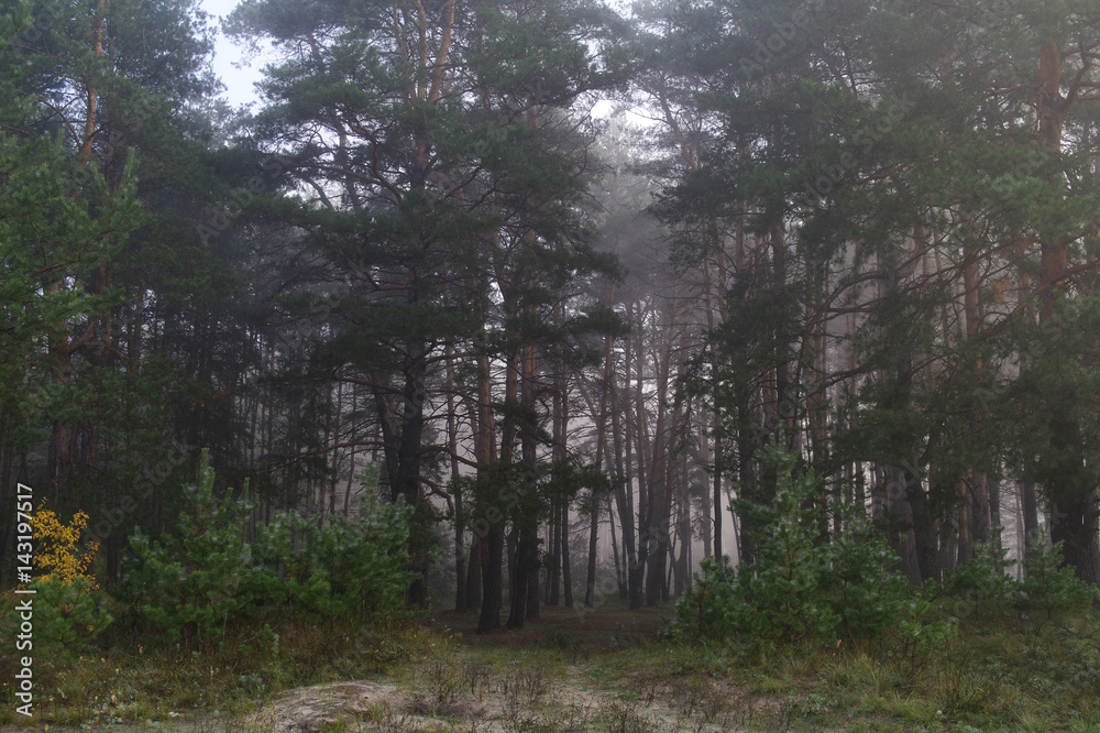 Fototapeta premium Pines in the forest with misty morning