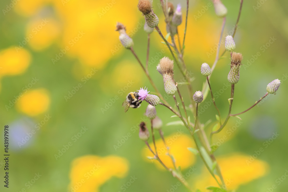 little bee gathers nectar from a purple Thistle flower little bee gathers nectar from a purple Thistle flower