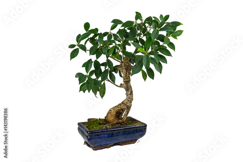 Bonsai, Ficus retusa, In a marble pot, Isolated, on white background. Drops of water on the leaves. Indoor plant.