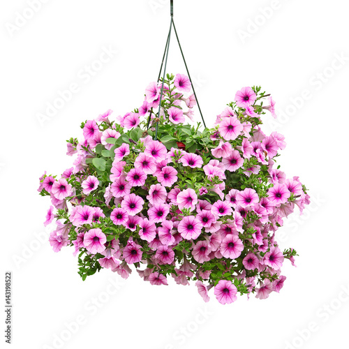 Fototapeta Naklejka Na Ścianę i Meble -  Suspension de surfinia mauve