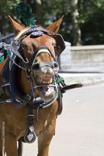 Horse at park