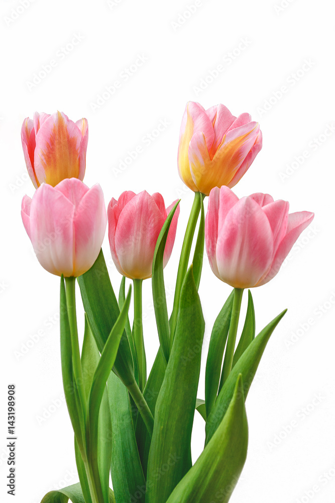 Bouquet of five pink tulips isolated on a white background. Bouquet of five pink tulips isolated on a white background.