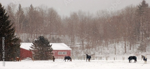 Horses in Winter Rural Farm Scene
