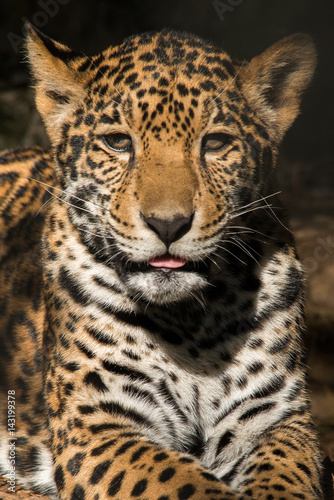 Young Jaguar