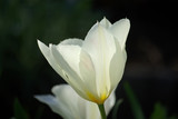 Tulipe blanche au lever du jour au printemps