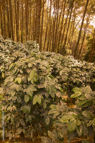 THAILAND CHIANG RAI DOI TUNG COFFEE PLANTATION photo