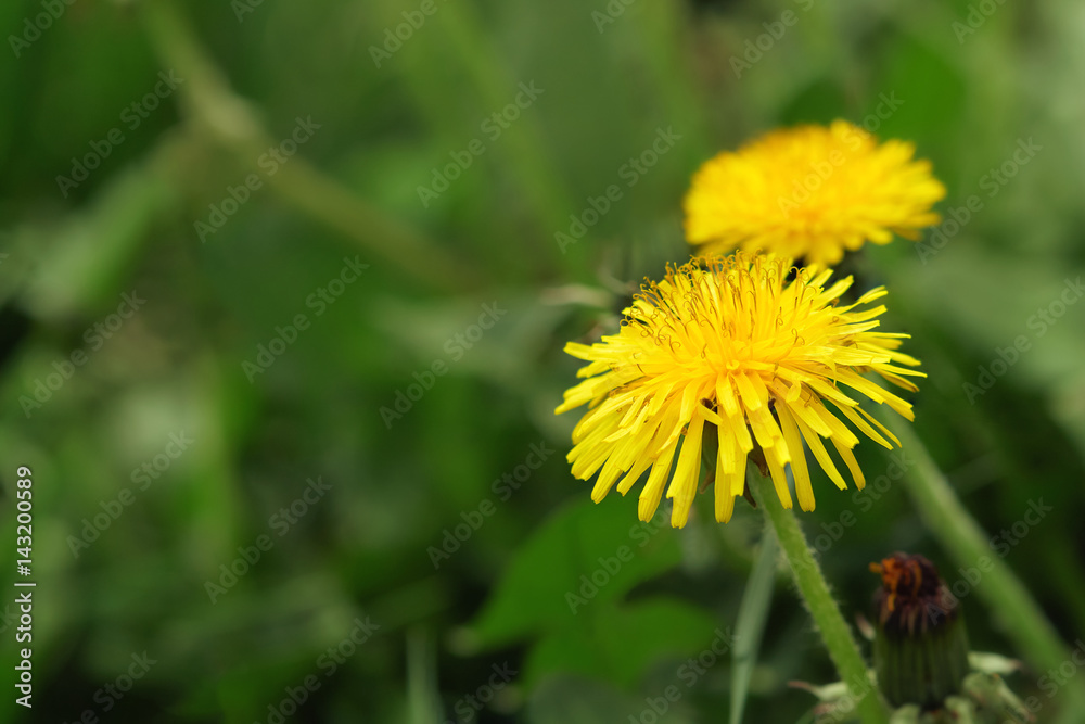 Dandelion flowers in a field, selective focus with green blurry background. Copy space Dandelion flowers in a field, selective focus with green blurry background. Copy space