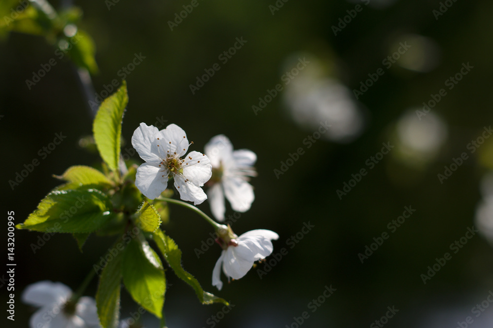 Blüte Blüte