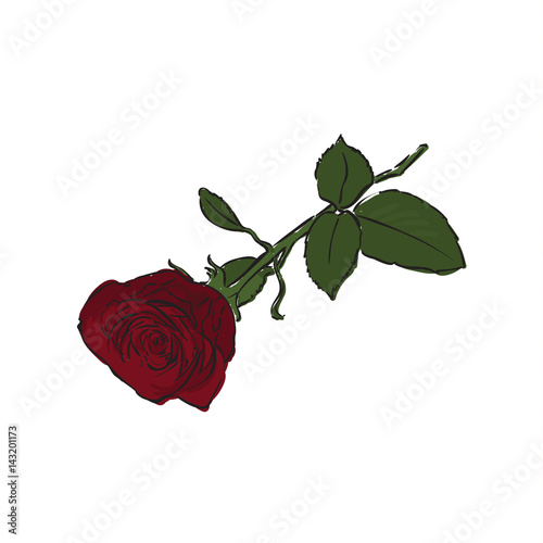 Isolated hand drawn rose flower. 