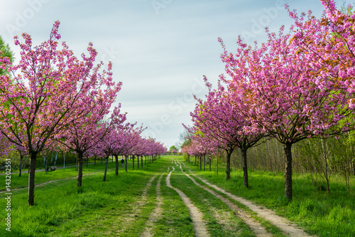 japanese cherry blossoms