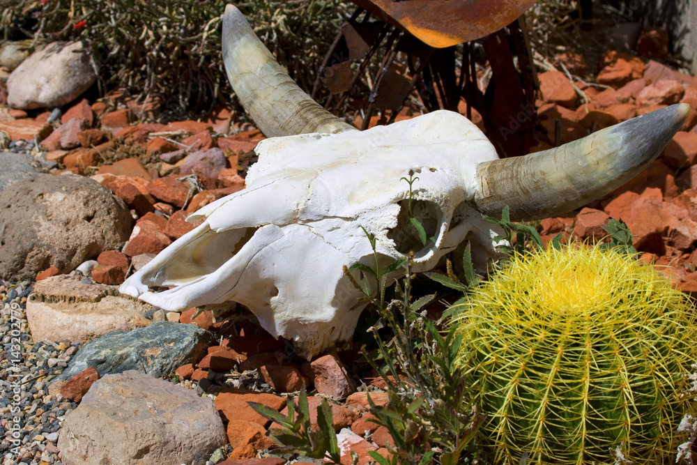 Naklejka premium Cactus blossom
