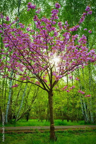 japanese cherry blossoms