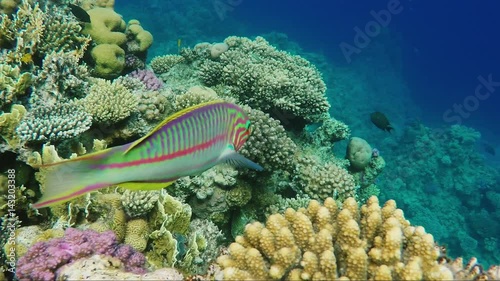 A curious Klunzingers Wrasse fish floats on the background of magnificent corals in the Red Sea photo