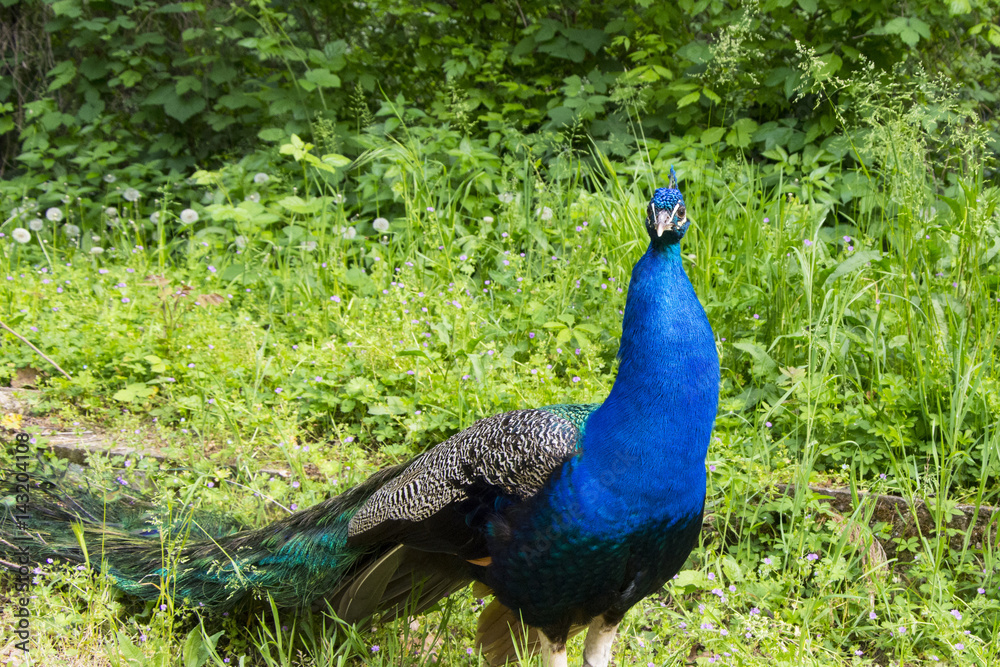 Peacock young male