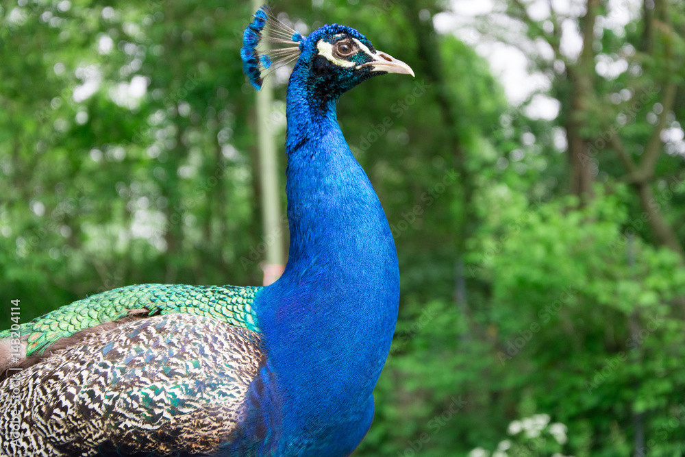 Obraz premium Peacock