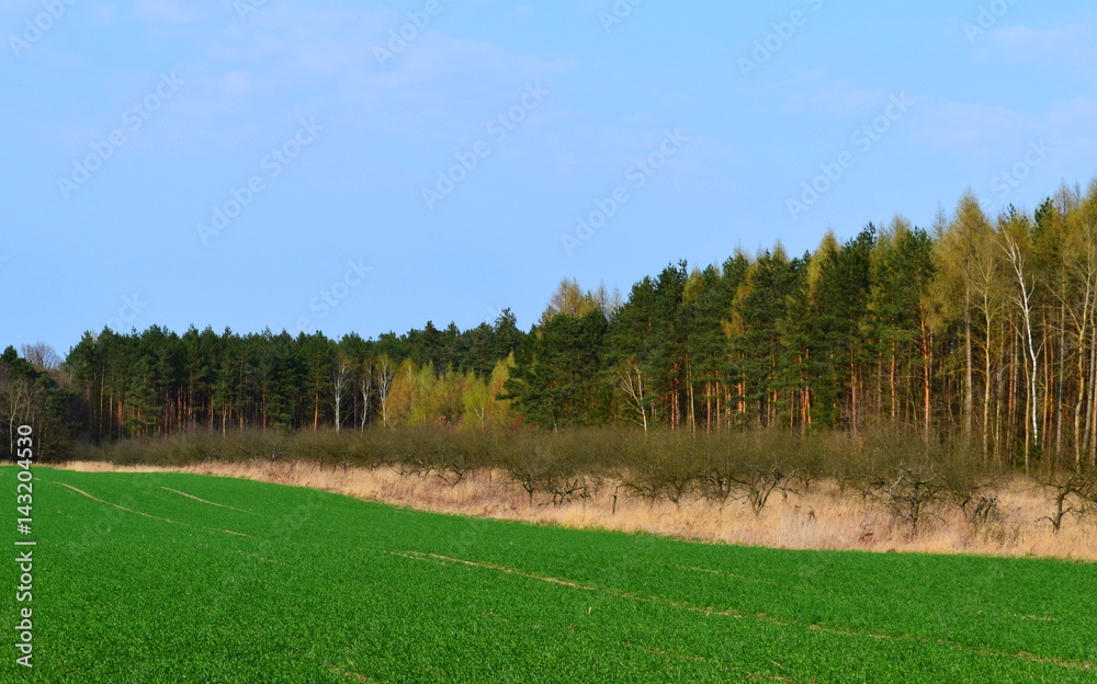 Obraz premium widok na pole i las