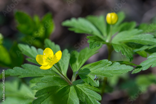 Yellow wood anemone in the spring forest undergrowth