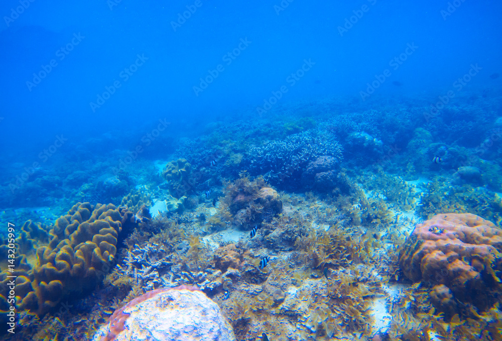 Fototapeta premium Underwater landscape with coral reef. Tropical seashore ecosystem.