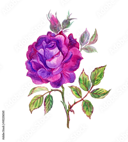Purple rose watercolor painting.