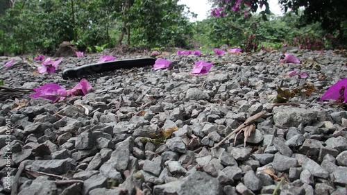 African giant millipede on gravel photo