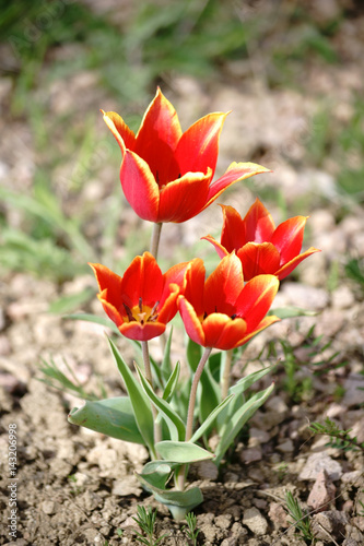Fototapeta Naklejka Na Ścianę i Meble -  Schrenk Tulpe / Die Nahaufnahme und Seitenansicht von rotgelben und sternförmigen Schrenk Tulpen, Tulipa schrenkii.