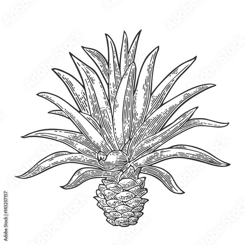 Cactus blue agave. Vintage vector engraving illustration for label, poster