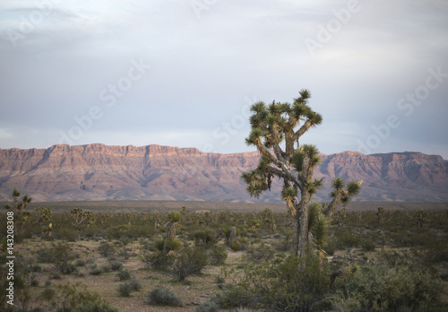 Desert Landscape with Joshua Tree