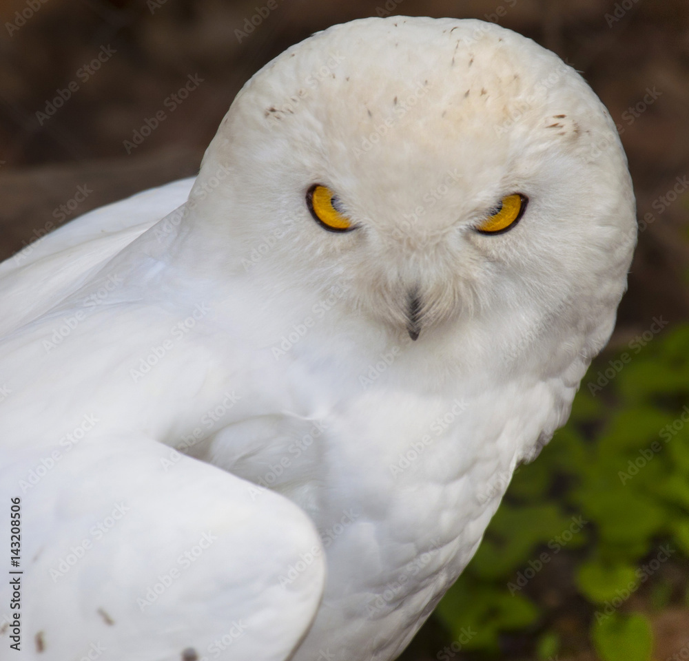 Obraz premium Snowy Owl