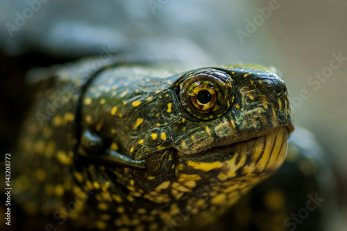 Turtle with green and yellow skin shot in natural environment