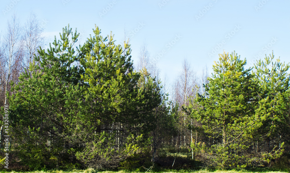 Obraz premium Spruce forest in spring Sunny day