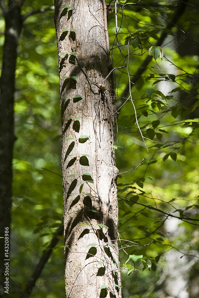 Obraz premium Ivy on a trunk