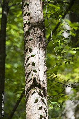 Ivy on a trunk