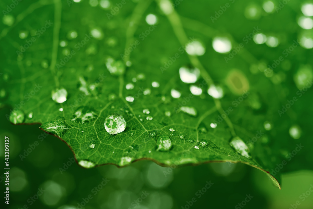 Green leaf with water drops, macro, nature background Green leaf with water drops, macro, nature background