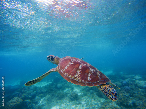 Sea turtle swims up to take breath on sea water surface. Snorkeling in shallow water of tropical lagoon. © Elya.Q