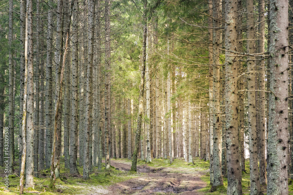 Sunlight breaking through trees and rays of ligh Sunlight breaking through trees and rays of ligh