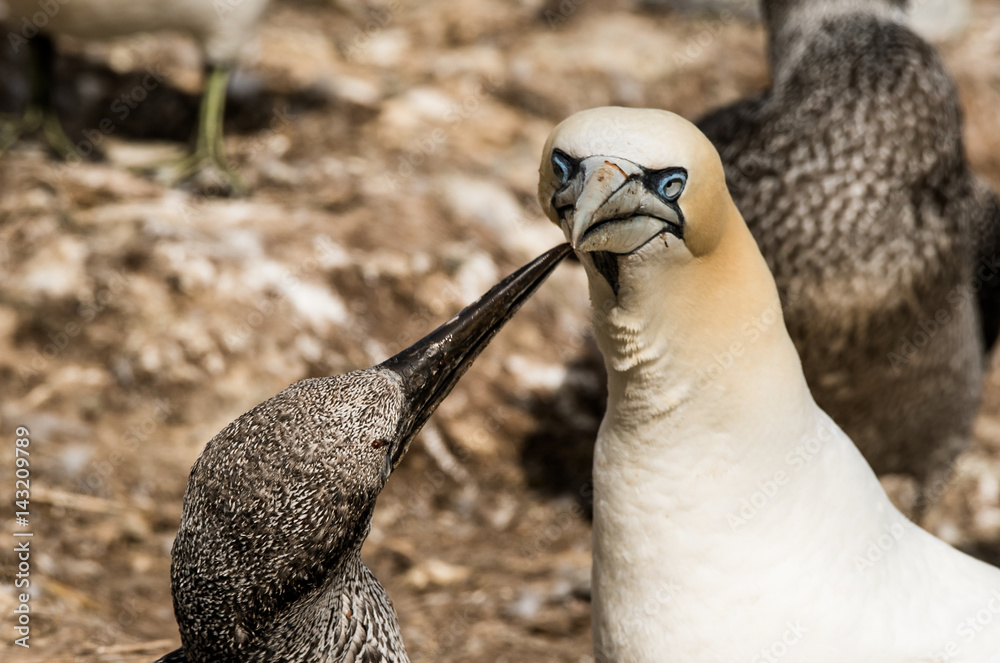 Obraz premium gannet 