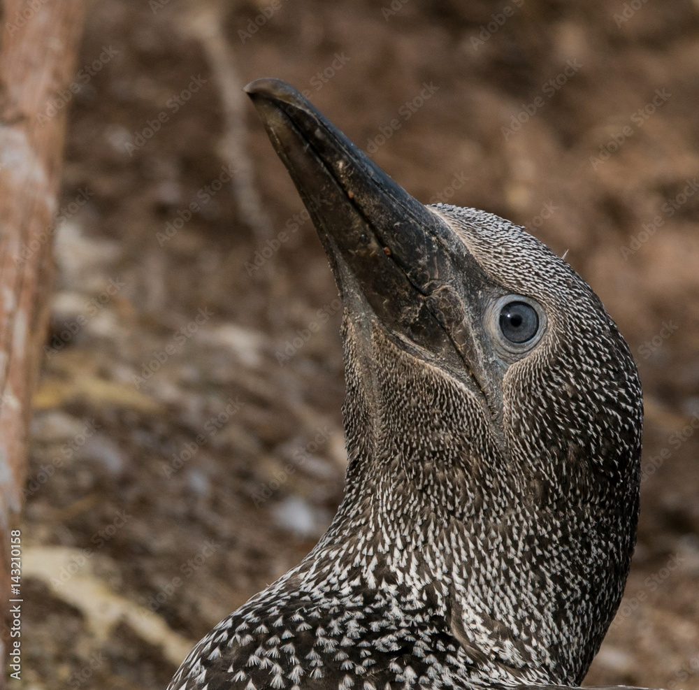 Εκτύπωση καμβά gannet baby