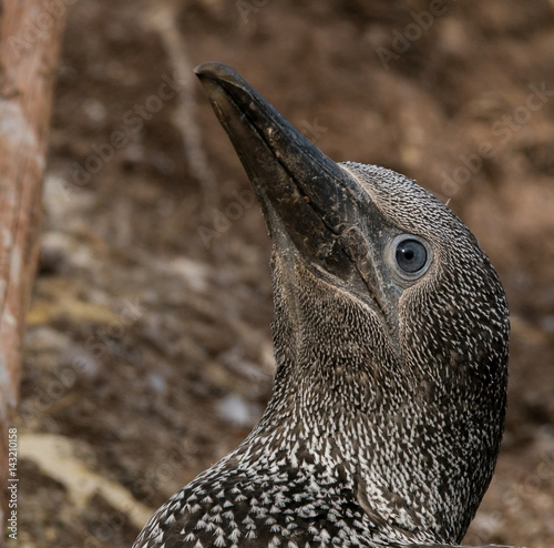Obraz na plátne gannet baby