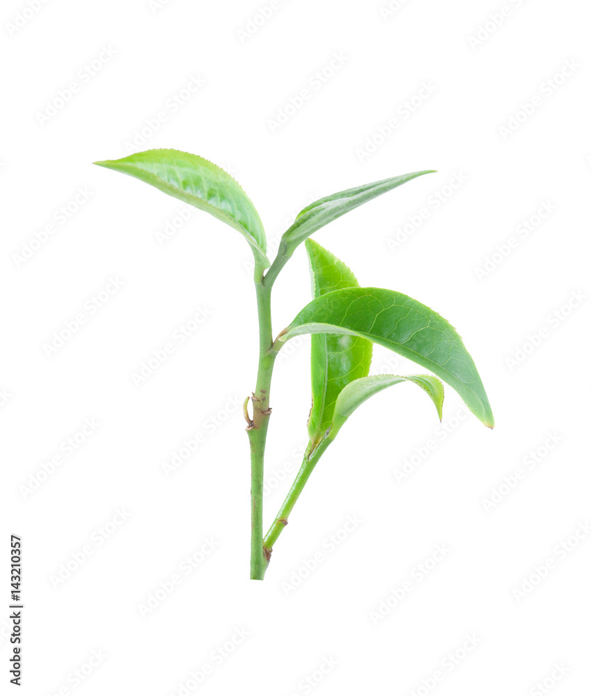 green tea leaf isolated on white background green tea leaf isolated on white background
