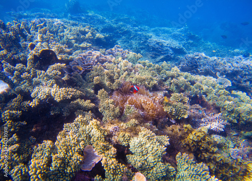 Underwater landscape with tropical fish. Clownfish and Surgeonfish between corals and sea plants.