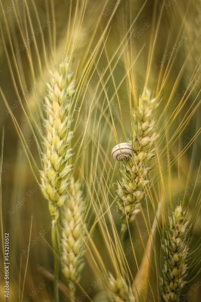 Little snail on sprouts of wheat in summer Little snail on sprouts of wheat in summer