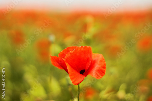 One poppy on a red field background in summer  