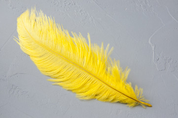 Plexiglas schilderij Struisvogel Gele struisvogelveer op achtergrond  © voisine574