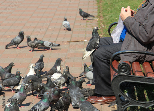the old man feeding the pigeons