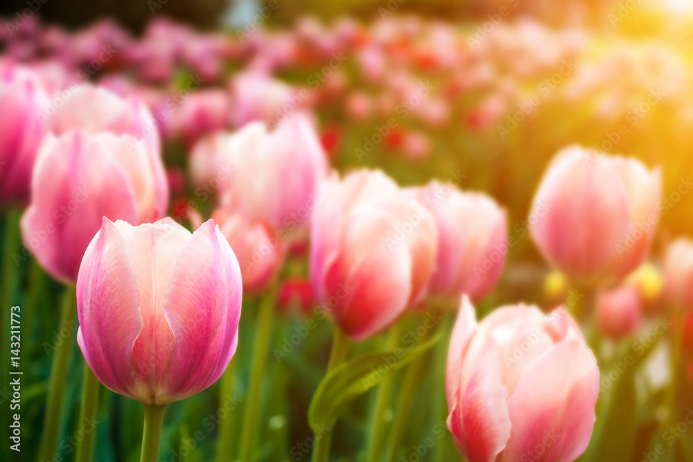 Buds of pink tulips