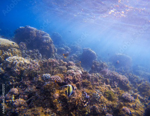 Underwater landscape with tropical fish. Butterfly fish Moorish Idol between corals and sea plants